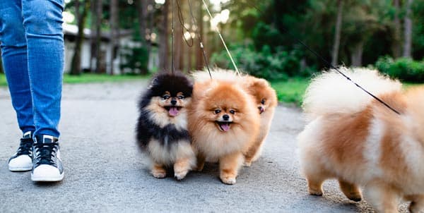 ¿Trabajar cuidando perros por US$800 al día? Así funciona el negocio de moda